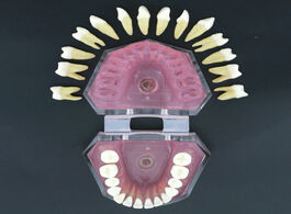 Foto van Schoonheid gezondheid dental soft gum standad typodont study model with 28pcs removable teeth 7008