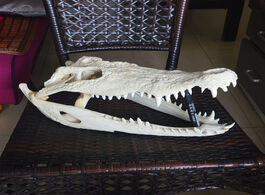 Foto van Huis inrichting 1pcs genuine crocodylus siamensis siamese crocodile skull taxidermy 43cm 17 inch len