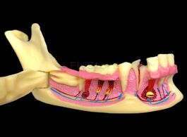 Foto van Schoonheid gezondheid dental mandibular teaching model teeth demonstration anatomical study