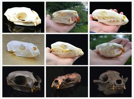 Foto van Huis inrichting real coypu skull muskrat fox mink animal specimen collectibles study