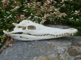 Foto van Huis inrichting 1pcs real animal skull amphibian crawl taxidermy 8 10 inch from the farm