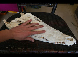 Foto van Huis inrichting 1pcs real animal skull amphibian crawl taxidermy 8 16 inch from the farm