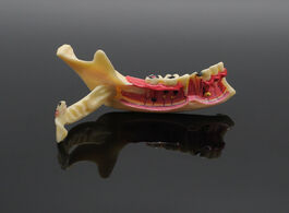 Foto van Schoonheid gezondheid dentistry teaching training model dental communication mandibular