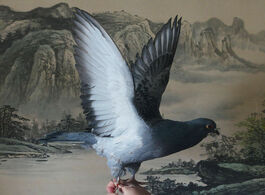 Foto van Huis inrichting 1pcs real taxidermy eurasian gray pigeon columba specimen teaching decoration