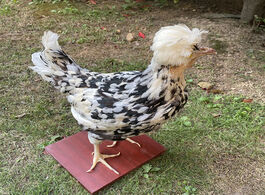 Foto van Huis inrichting 1pcs real taxidermy stuffing royal chicken specimen teaching decoration