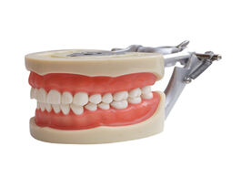 Foto van Schoonheid gezondheid teaching model teeth for dentist to communicate with patients standard models 