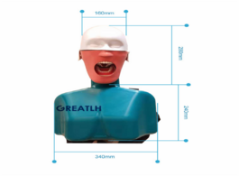 Foto van Schoonheid gezondheid dental head model with shoulder simulators hygiene manikin teeth training phan