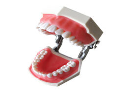 Foto van Schoonheid gezondheid dental tooth model oral teaching resin with 28 removable teeth dentistry mater