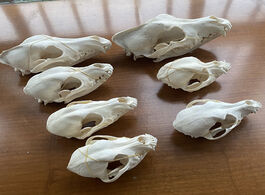 Foto van Huis inrichting 1pcs real animal skull specimen collectibles study unusual halloween