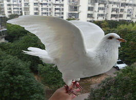 Foto van Huis inrichting 1pcs real taxidermy eurasian white pigeon columba specimen teaching decoration