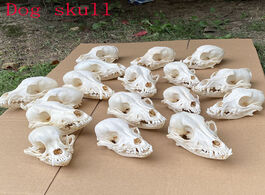 Foto van Huis inrichting 1pcs 5pcs real animal skull specimen collectibles study unusual halloween
