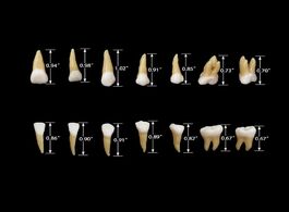 Foto van Schoonheid gezondheid adult teeth model 28pcs pack 1:1 m7021dental dental oral teaching