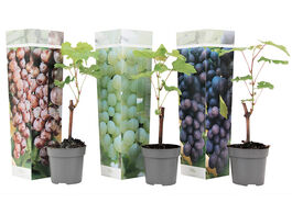 Foto van Mix van 3 druiven planten 