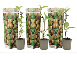 Foto van Set van 3 winterharde kiwi planten 