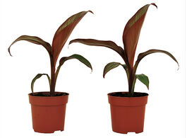 Foto van Set van 2 rode bananen planten 