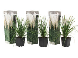 Foto van Set van 3 witte pampasgrassen 