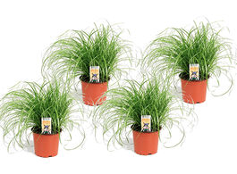 Foto van 4 cyperus kattengras planten 