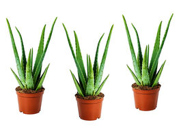 Foto van Set van 3 alo vera planten