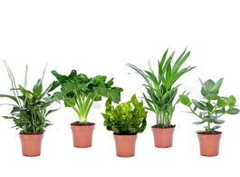 Foto van Gemixte set van 5 luchtzuiverende planten 