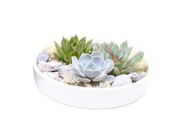 Foto van Echeveria garden mix in white bowl 